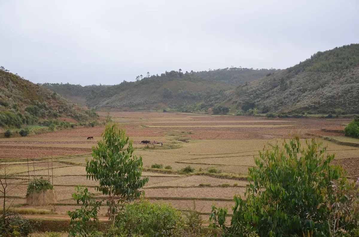 Vallée de rizières et collines des Hautes Terres de Madagascar