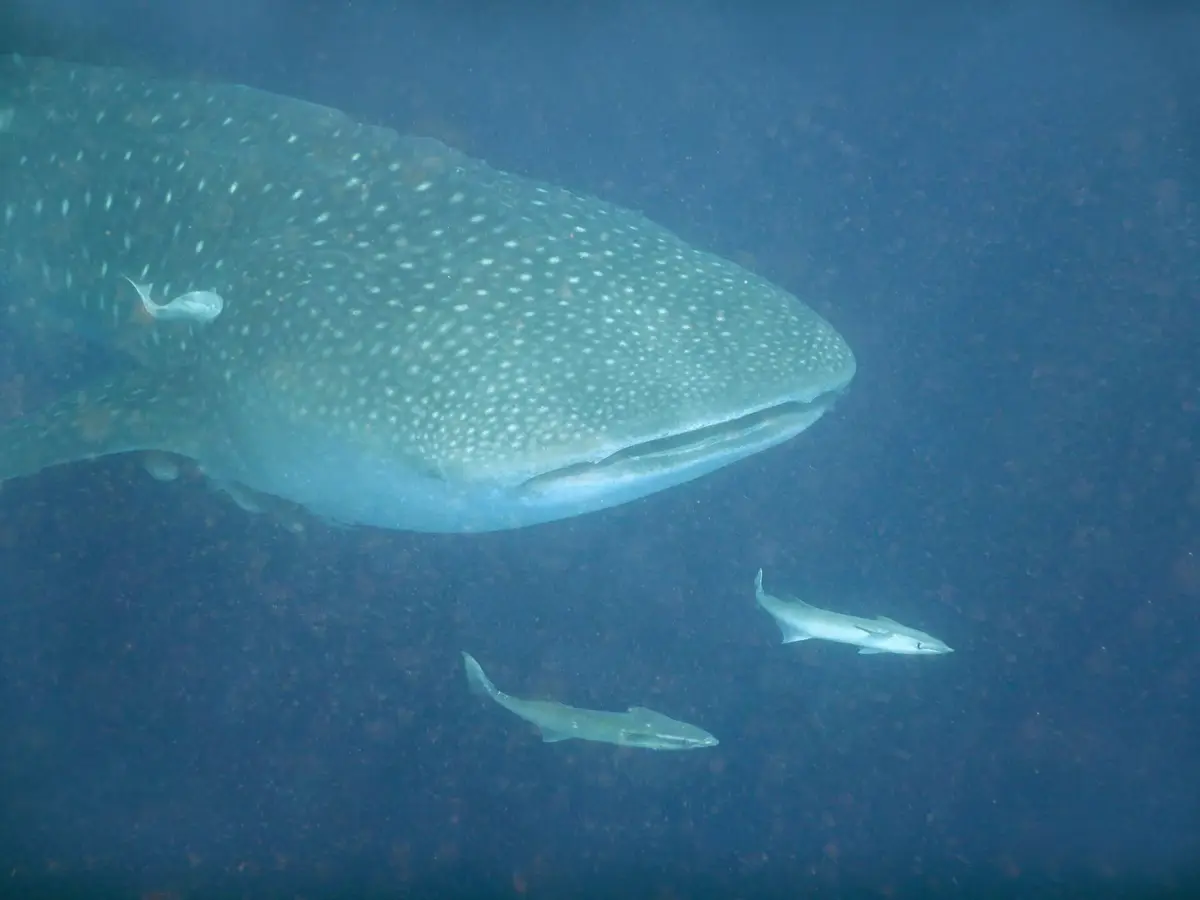 Requin-baleine nageant sous la surface près de Nosy Sakatia, à Nosy Be