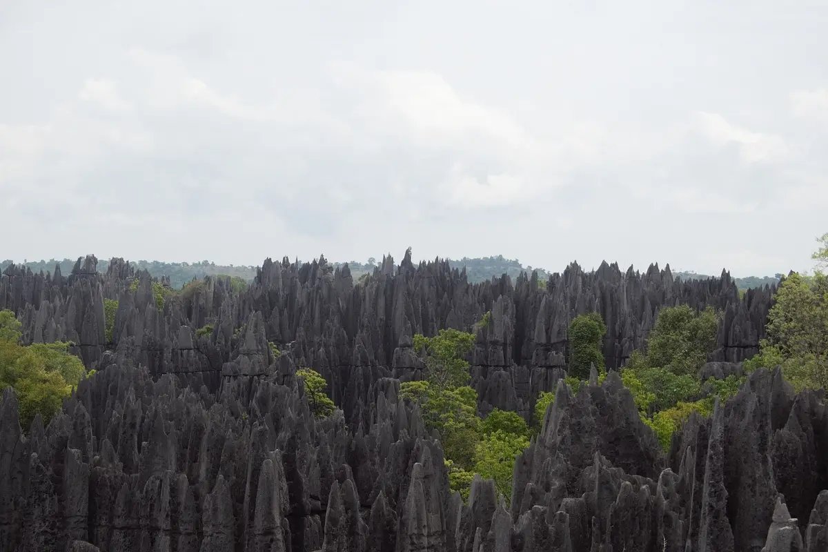 Aiguilles calcaires grises des Tsingy de Bemaraha